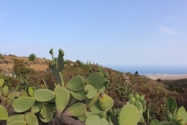 CAM Plants (Cacti)