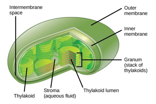 Chloroplast Structure