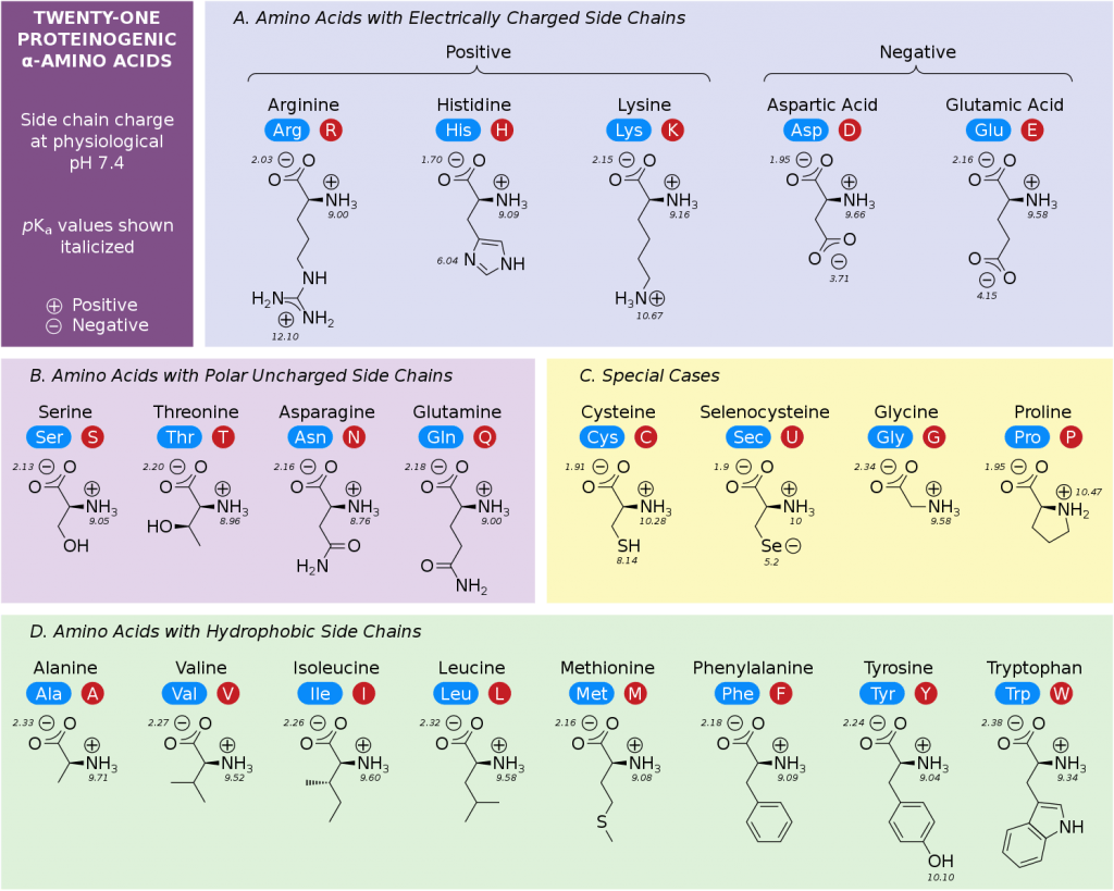 Amino Acid Chart | ChemTalk