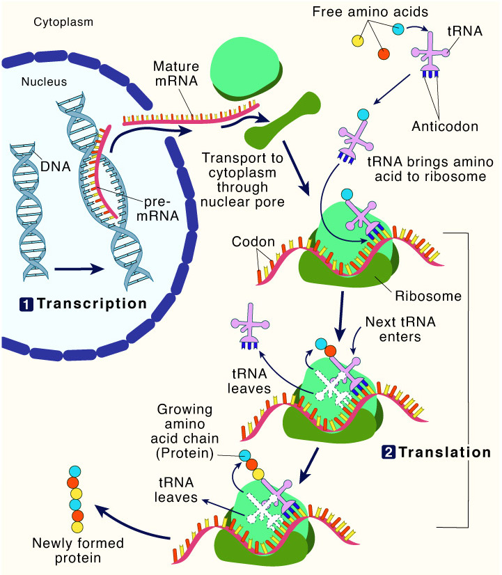 Protein Synthesis Labeled Diagram