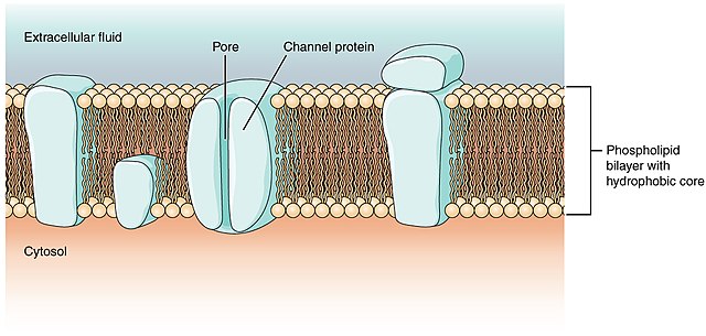 1215 Cell Membrane Channels