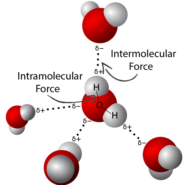 intermolecular vs intramolecular forces